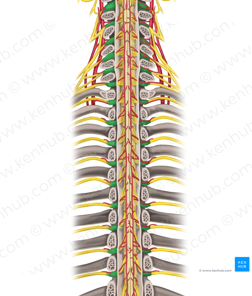 Spinal ganglion (#19568)