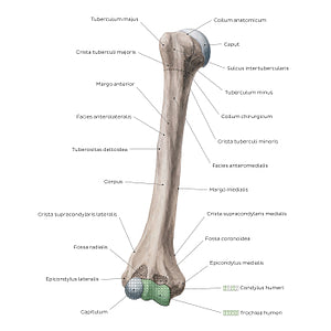 Humerus: Anterior view (Latin)