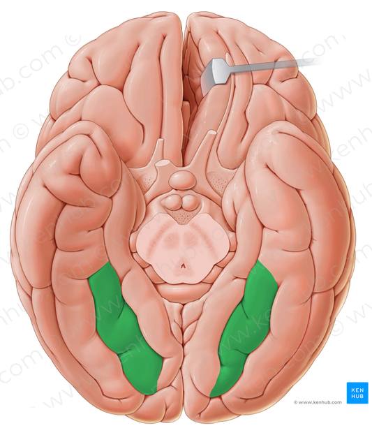 Medial occipitotemporal gyrus (#4188)