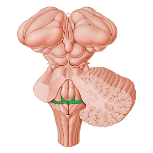 Medullary striae of fourth ventricle (#9184)