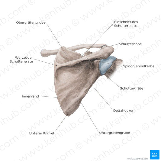 Scapula: Posterior view (German)