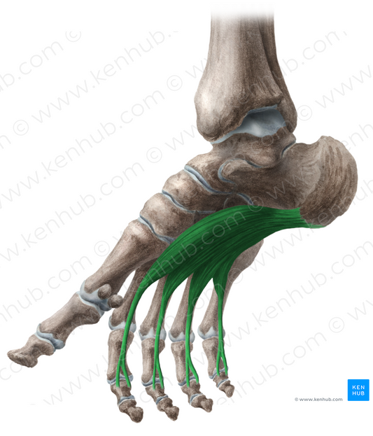 Flexor digitorum brevis muscle (#5362)
