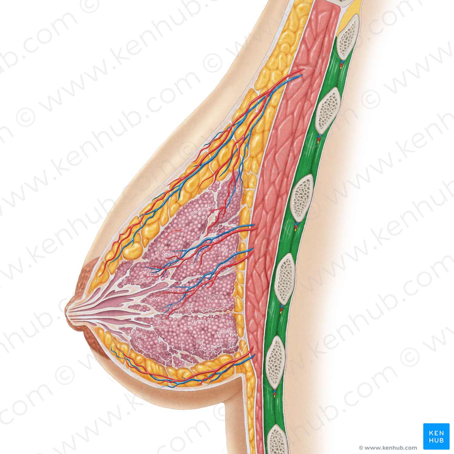 Intercostal muscles (#5118)