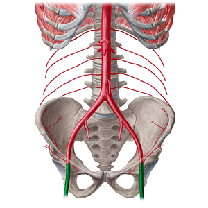 Femoral artery (#1251)