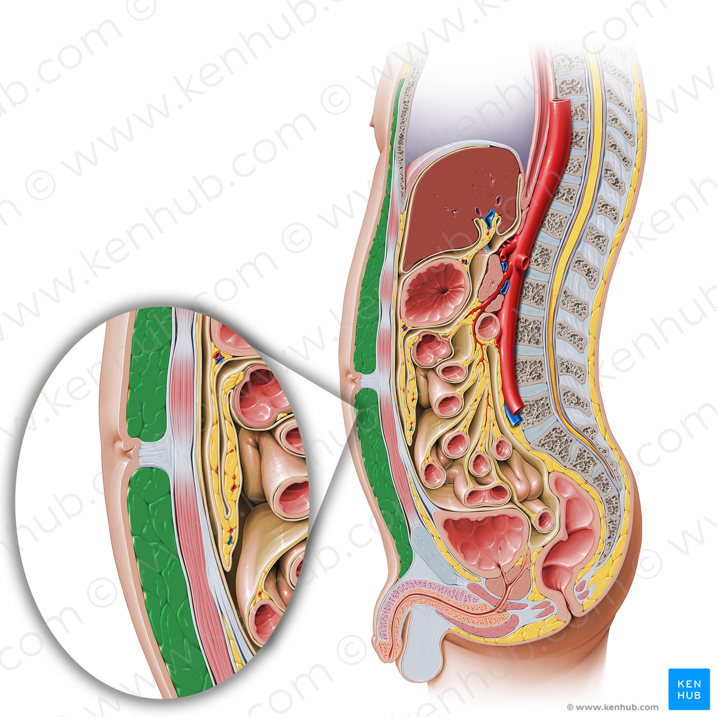 Fatty layer of subcutaneous tissue (Camper's fascia) (#7617)