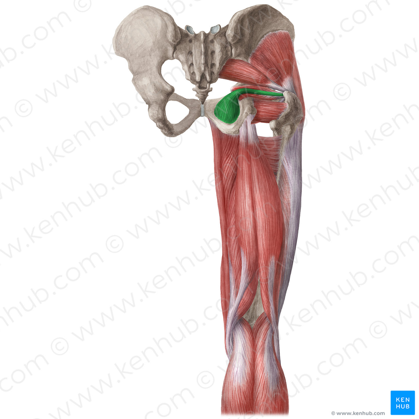 Obturator internus muscle (#19651)