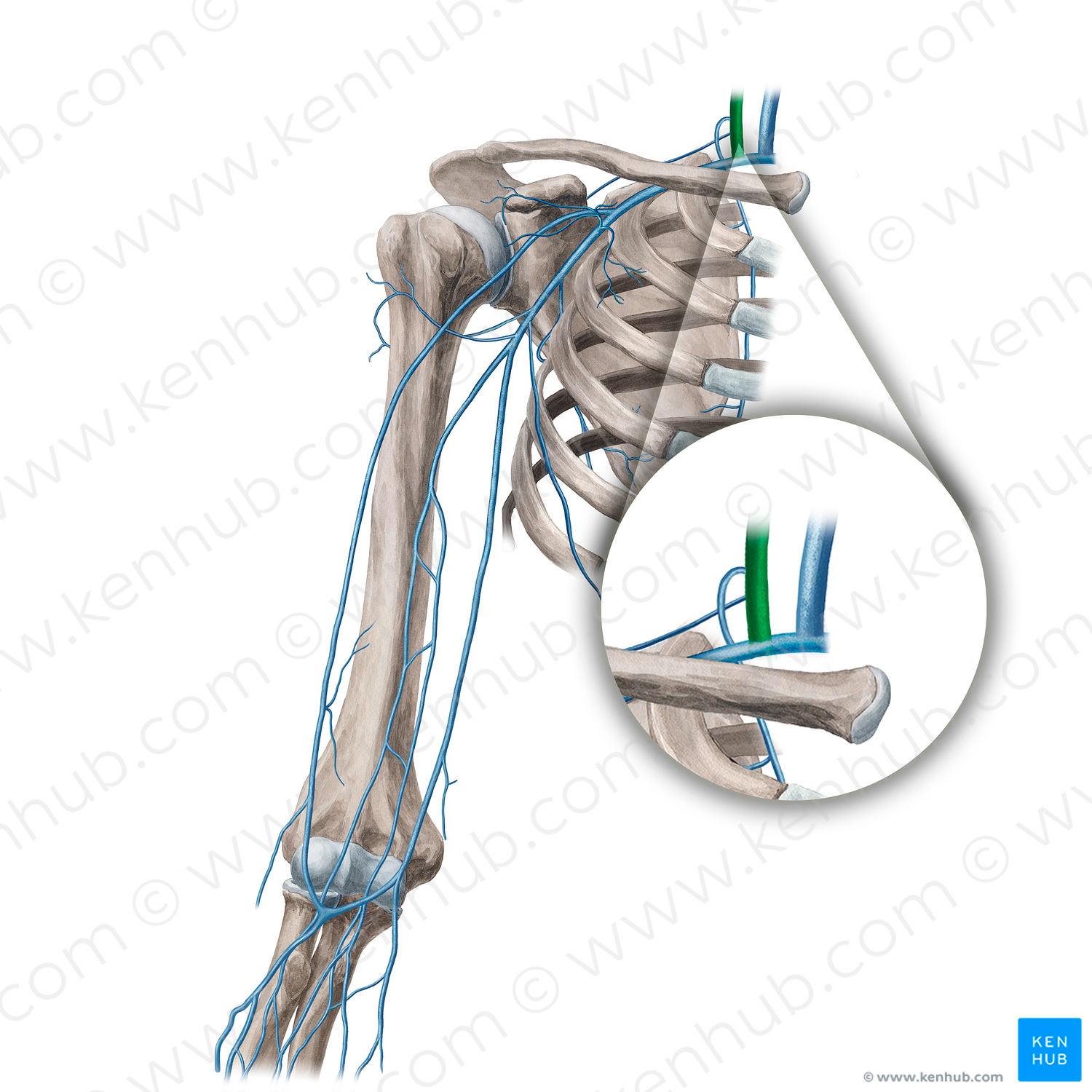 External jugular vein (#21686)
