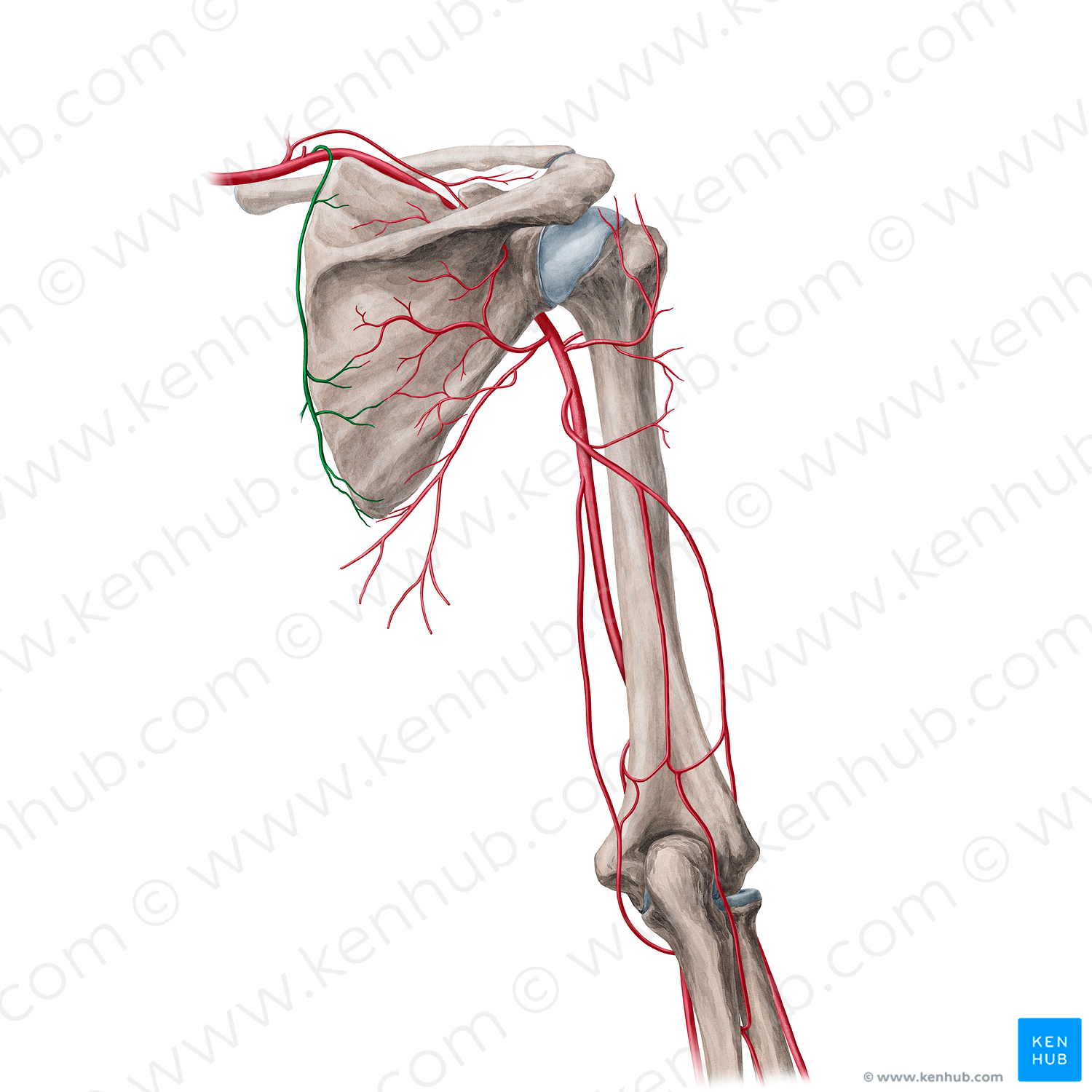 Dorsal scapular artery (#21699)