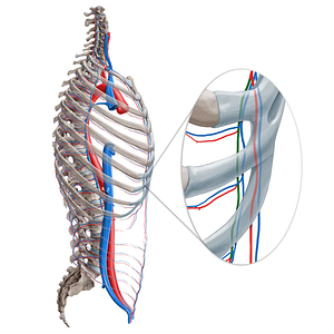 Musculophrenic artery (#1548)