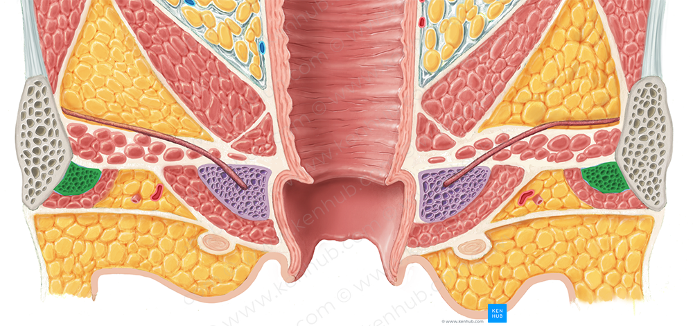 Crus of clitoris (#3152)