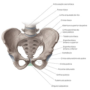 Bony pelvis (anterior view) (Portuguese)