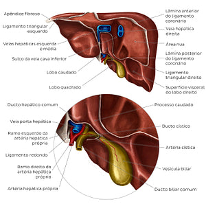 Posterior view of the liver (Portuguese)