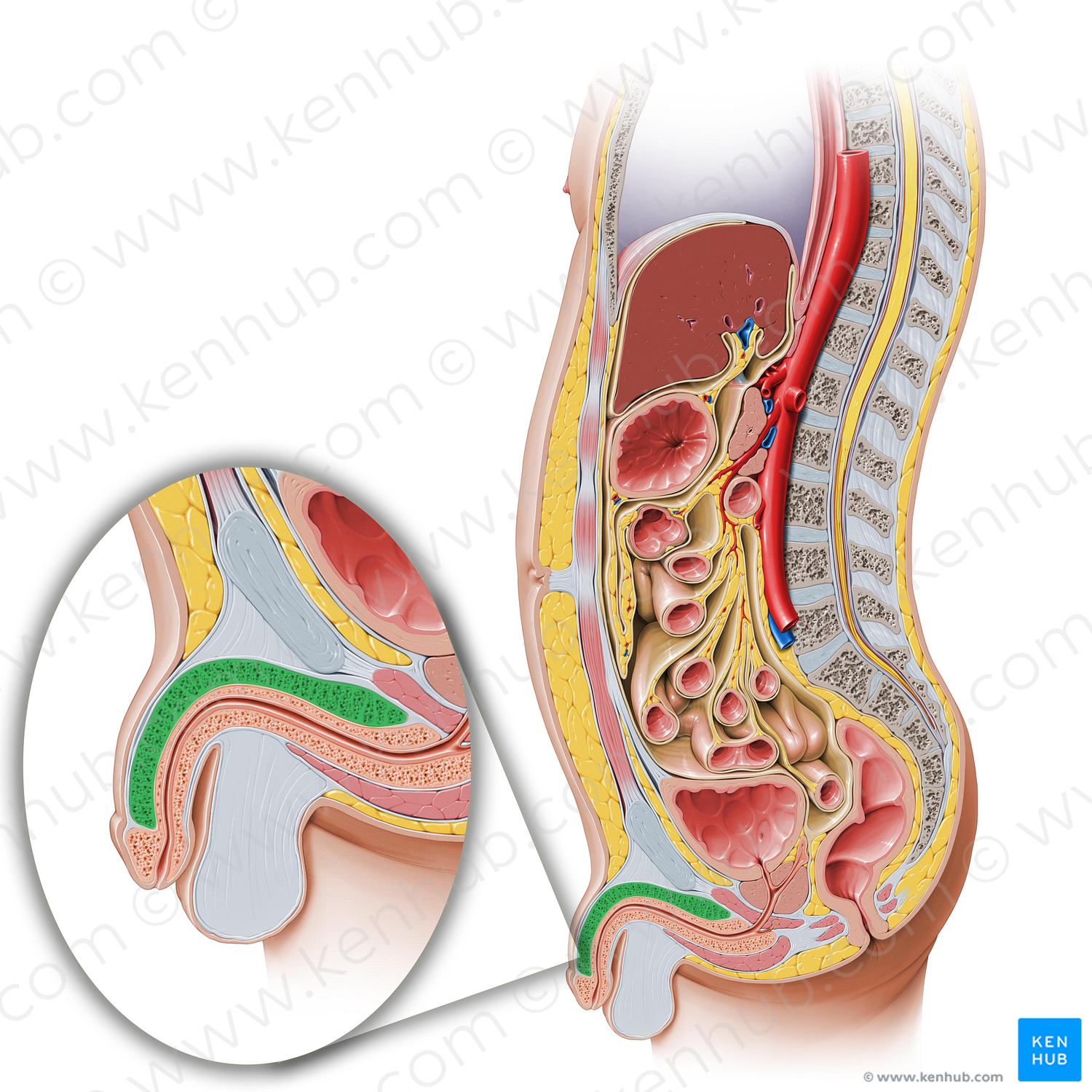 Corpus cavernosum of penis (#2902)