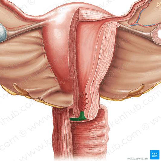 External os of uterus (#7563)