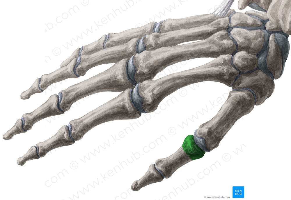 Base of proximal phalanx of thumb (#2190)