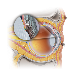 Sphincter pupillae muscle of iris (#19140)