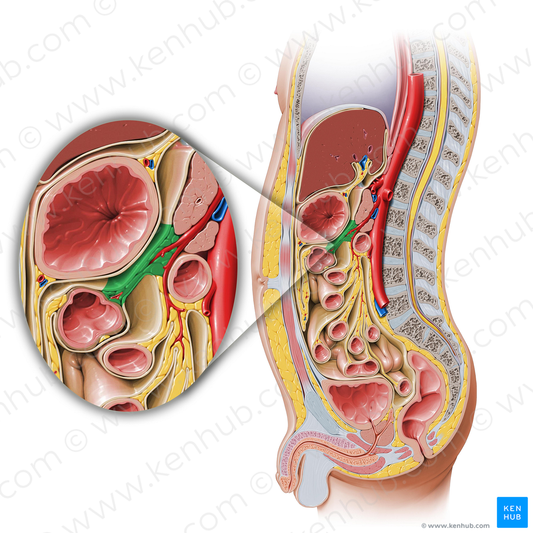 Transverse mesocolon (#5102)