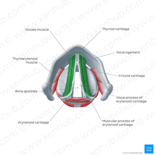 Larynx: action of vocalis and thryoarytenoid muscles (English)