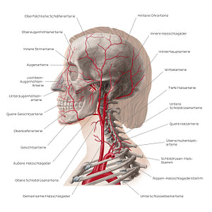 Main arteries of the head and neck (German)