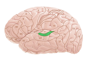 Brodmann area 42 (#18055)