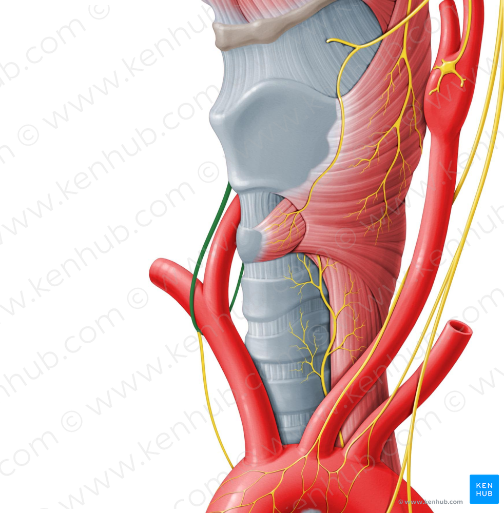 Right recurrent laryngeal nerve (#6516)