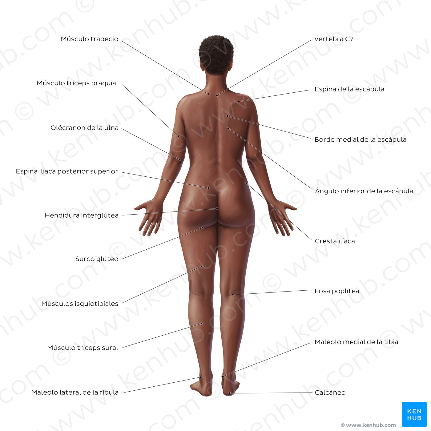 Female body surface anatomy - Posterior (Spanish)