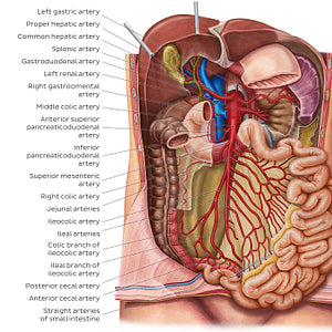 Arteries of the small intestine (English)