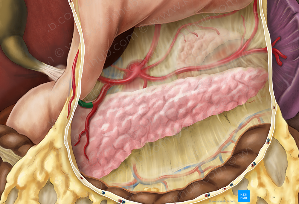 Right gastroomental artery (#1307)