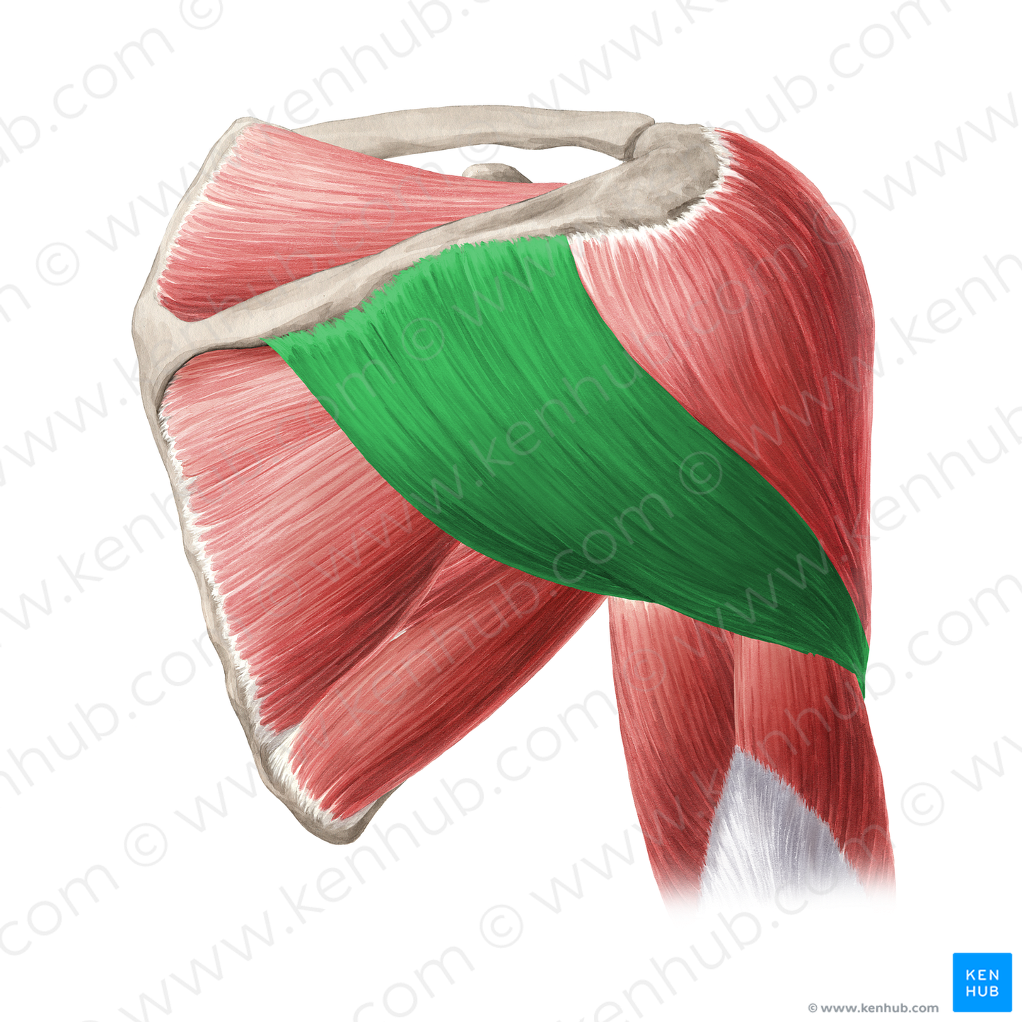 Spinal scapular part of deltoid muscle (#20329)