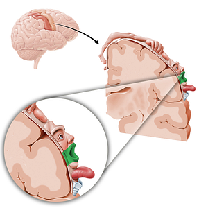 Motor cortex of lips (#11078)