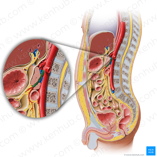 Superior mesenteric artery (#1539)