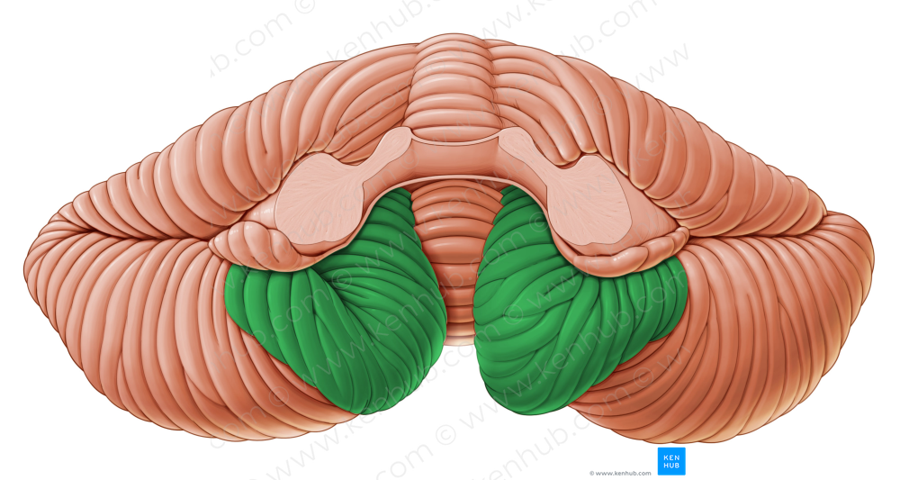 Tonsil of cerebellum (#9460)