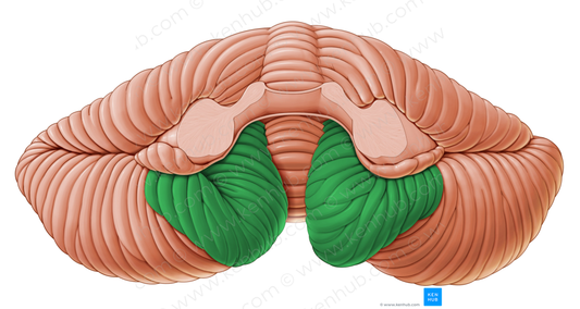 Tonsil of cerebellum (#9460)