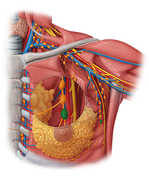 Paramammary lymph nodes (#7146)