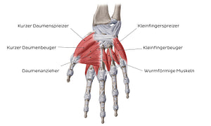 Muscles of the hand: main muscles (German)