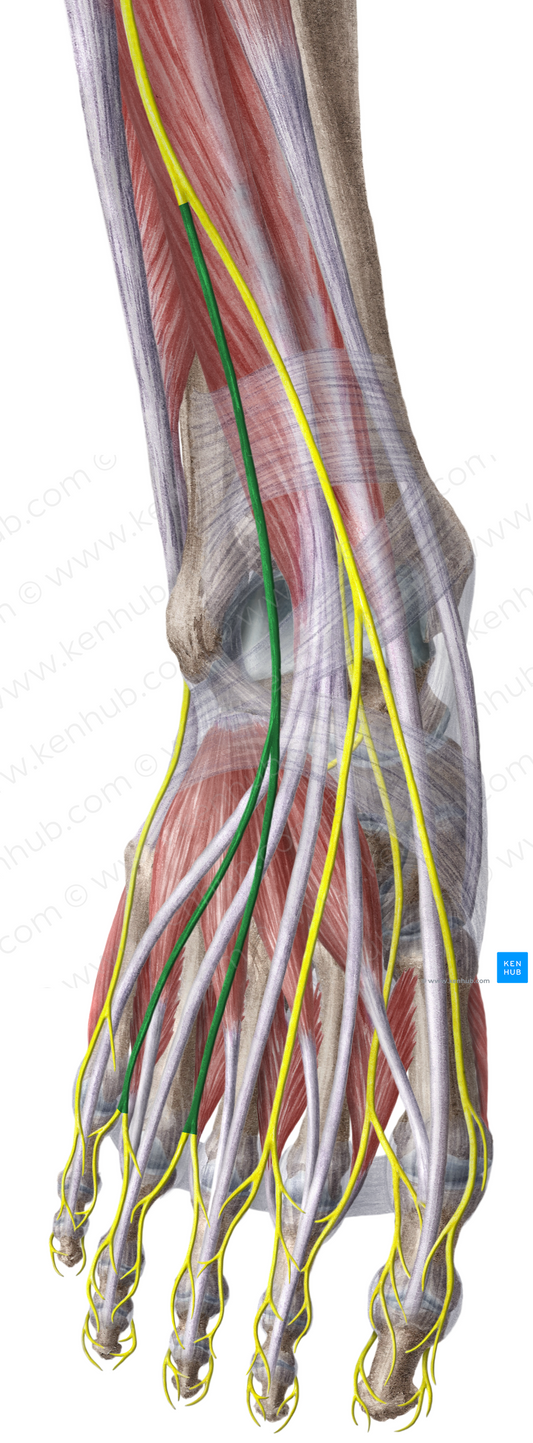 Intermediate dorsal cutaneous nerve of foot (#6372)