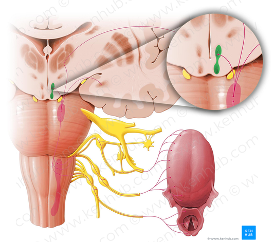 Lateral hypothalamic area (#294)