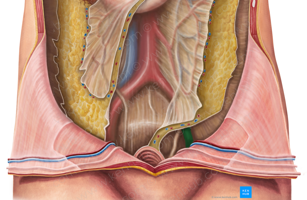 Left external iliac artery (#1415)