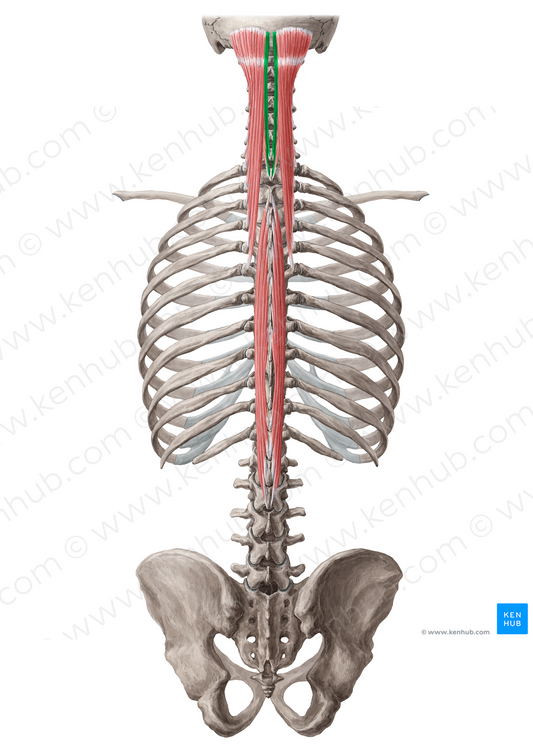 Spinalis capitis muscle (#18890)