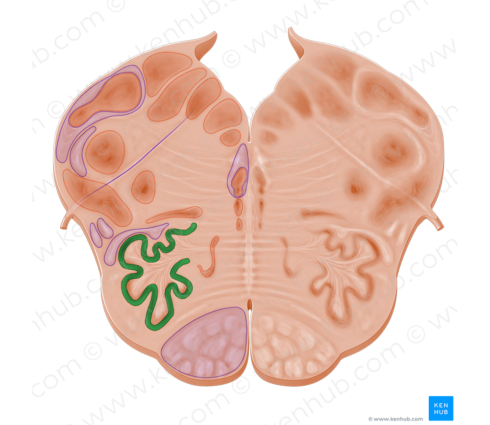 Principal inferior olivary nucleus (#10968)