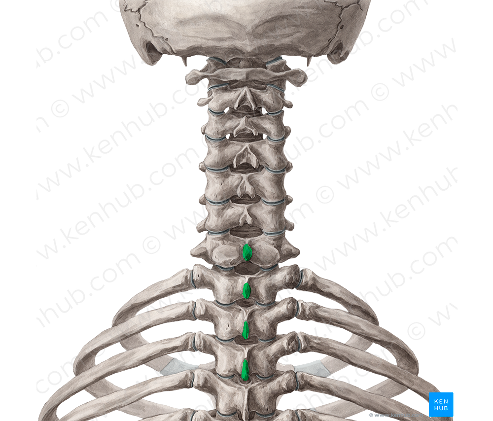 Spinous processes of vertebrae C7-T3 (#8259)