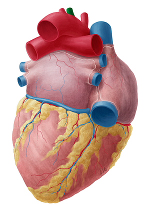 Left common carotid artery (#945)
