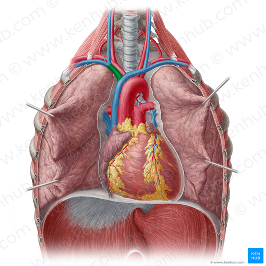 Right brachiocephalic vein (#10008)