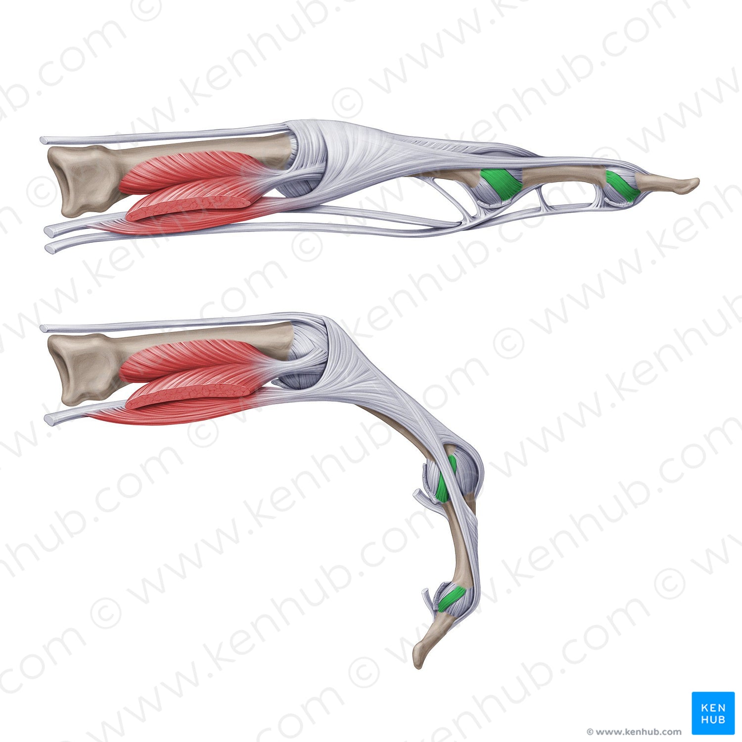 Proper collateral interphalangeal ligaments of hand (#20760)