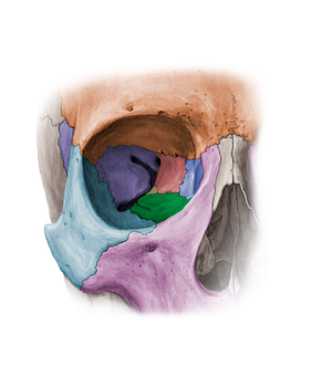 Orbital surface of maxilla (#11371)