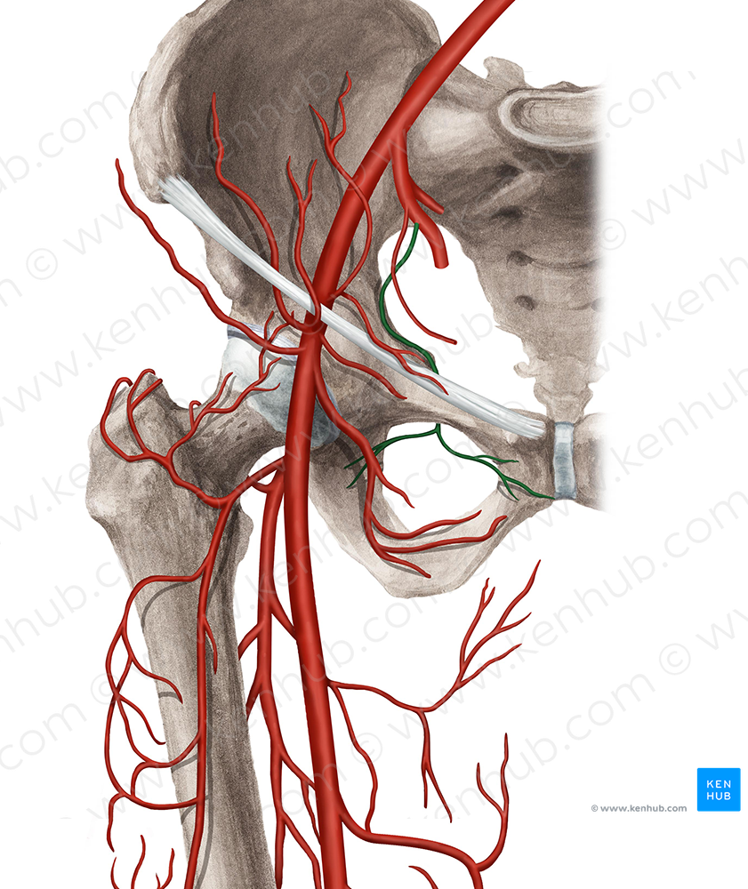 Obturator artery (#1552)