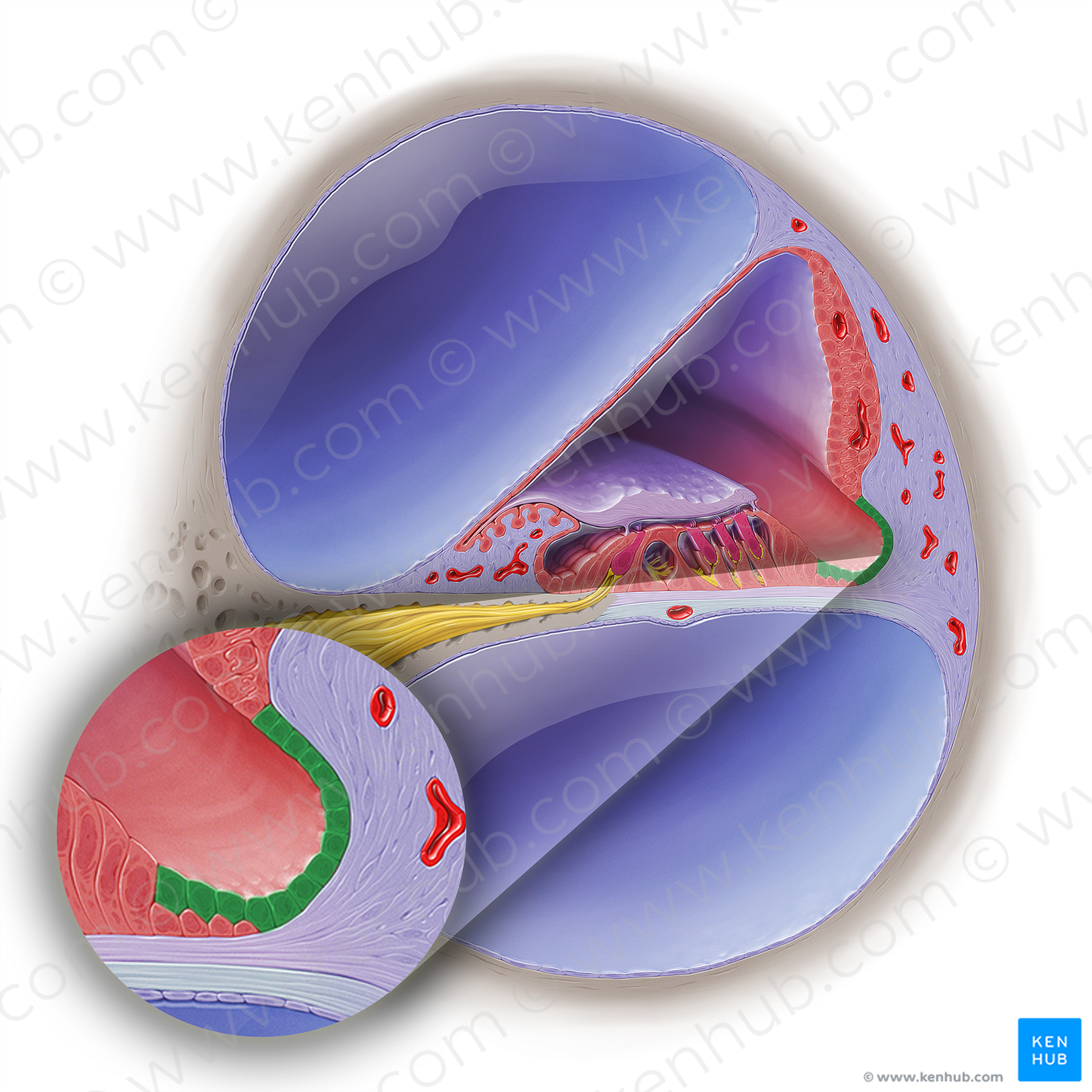 Cuboid external supporting cells of cochlear duct (Claudius cells) (#19022)