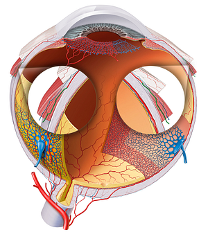 Muscular branches of ophthalmic artery (#8509)