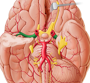 Middle cerebral artery (#1015)