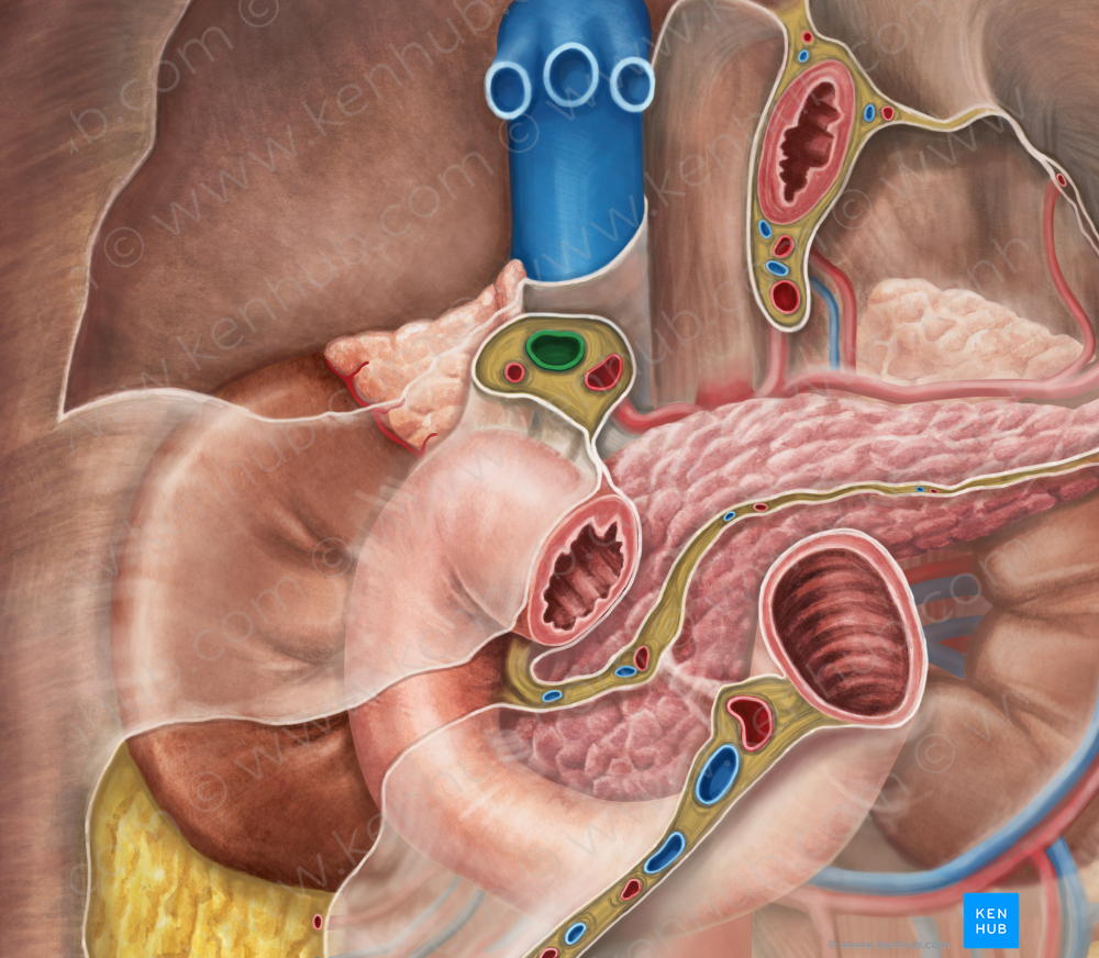 Hepatic portal vein (#10481)